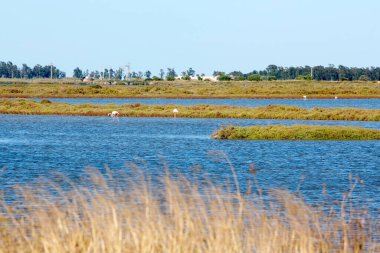 Flamencos en el Parque Doğal Delta del Ebro, Catalunya.