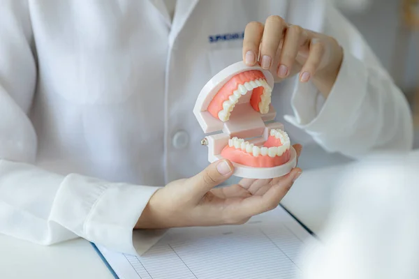 Dentists Hold Dental Models Used Dental Care Consultations Dental Clinics — ストック写真