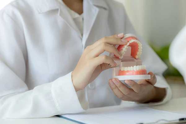 Los Dentistas Sostienen Modelos Dentales Utilizados Para Consultas Cuidado Dental —  Fotos de Stock