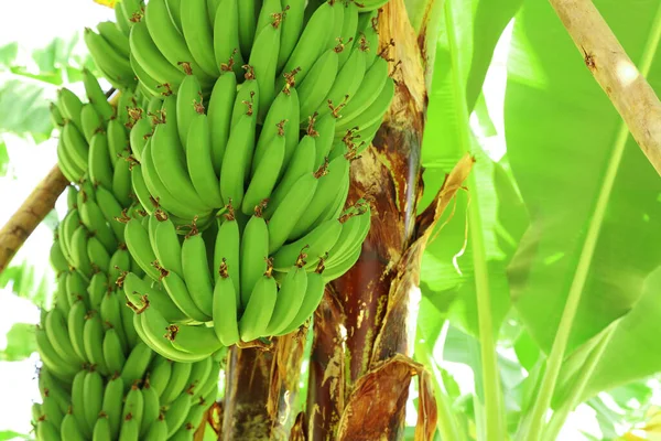 Close Bunch Green Bananas Banana Tree Garden — Stock Photo, Image