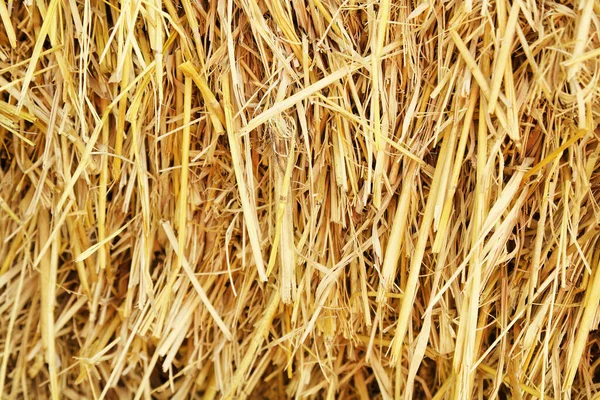 Arkaplan ve tasarım için kuru pirinç saman dokusu, saman balyası deseni.