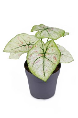 Güzel 'Caladium Bicolor Strawberry Star' çiçekleri beyaz yapraklar, yeşil damarlar ve beyaz arka planda izole edilmiş pembe noktalar.