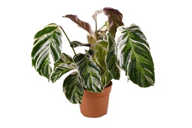 Tropik 'Calathea White Fusion' Dua Bitkisi çiçek saksısında beyaz arka planda izole edilmiş.