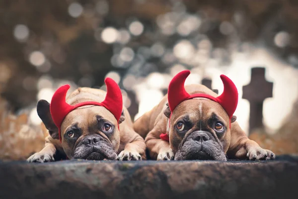 Пара Французских Бульдогов Хэллоуин Одетых Костюмированные Повязки Красных Рогов Дьявола — стоковое фото