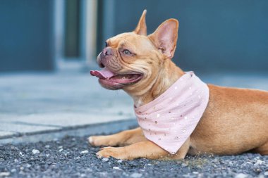 Kırmızı nefesli Fransız Bulldog boynunda pembe bir bantla