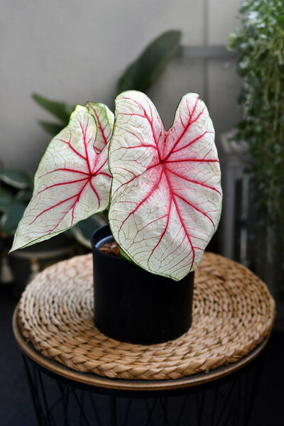 Exotic 'Caladium White Queen' plant with white leaves and pink veins 