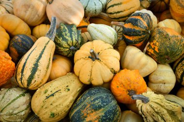 Birçok farklı süs kabağı ve balkabağı.