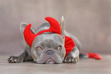 Fransız Bulldog kırmızı şeytan boynuzu, kuyruk ve papyon takıyor. Gri arka plan önünde Cadılar Bayramı kostümü.