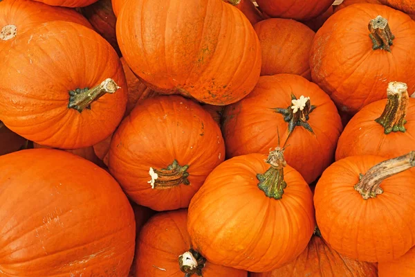 Многие Крупные Оранжевые Гостриды Хэллоуин — стоковое фото
