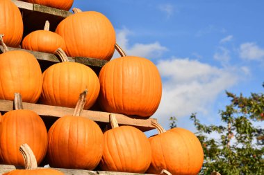 Portakal Cadılar Bayramı 'Hayalet' balkabakları raflarda