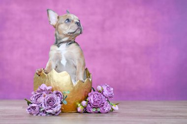 Altın yumurta kabuğundan çıkan güzel Fransız Bulldog yavrusu pembe arka planda güllerin yanında.