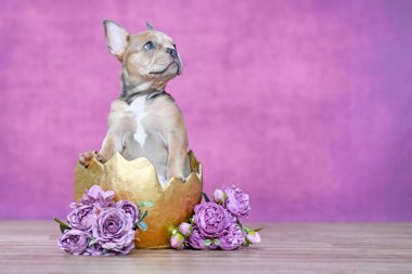 Beautiful French Bulldog dog puppy hatching out of golden egg shell next to roses in front of pink background clipart