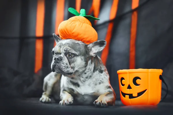 Cão Bulldog Francês Engraçado Usando Chapéu Traje Abóbora Halloween Frente — Fotografia de Stock