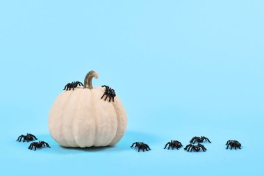 Mavi arka planda Cadılar Bayramı örümcekleri olan küçük beyaz bebek balkabağı