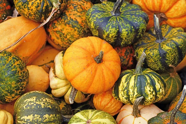 Cabaça Ornamental Laranja Pequena Pilha Abóboras Coloridas — Fotografia de Stock