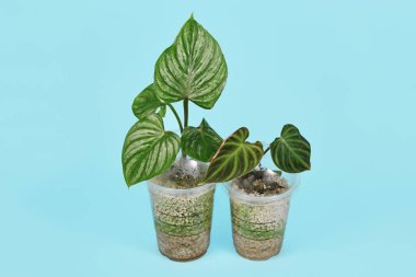 Eski plastik kahve fincanlarını, yüksek hava sivrisineğiyle ev bitkilerini yaymak için yeniden tasarlanmış bir sera olarak kullanma kavramı.