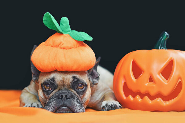 Cute French Bulldog dog with Halloween costume pumpkin hat lying down in front of black background