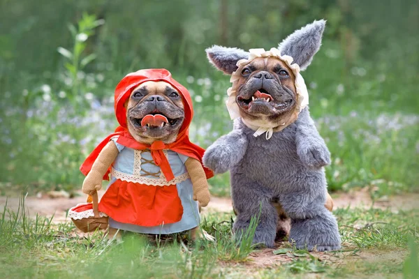 Happy French Bulldog Cães Vestidos Como Personagens Conto Fadas Chapeuzinho — Fotografia de Stock
