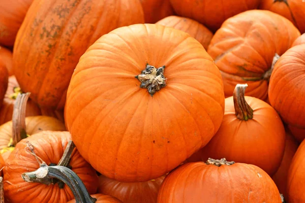 Grande Laranja Halloween Ghostride Abóbora Pilha — Fotografia de Stock