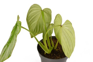 Tropik Philodendron Mamei bitkisinin arka tarafları beyaz arka planda dalgalı kenar minderler gösteriyor.