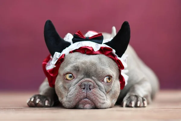 Francia Bulldog Kutya Visel Piros Ördög Szarv Fejpánt Szalaggal Előtt — Stock Fotó