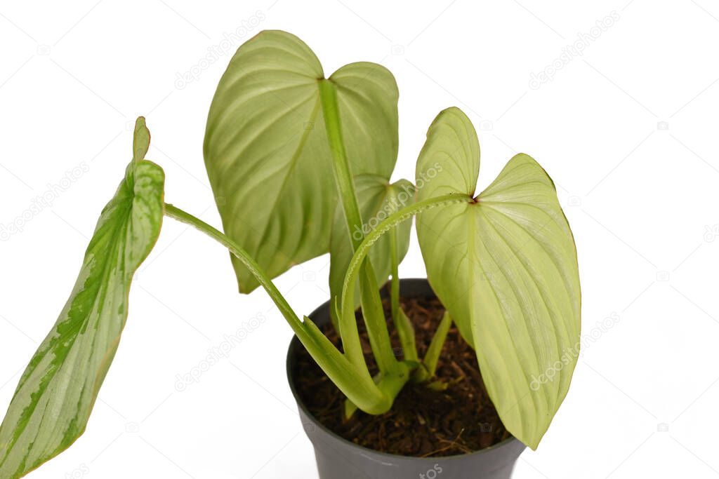 Back sides of leaves of  tropical 'Philodendron Mamei' houseplant showing ruffled edge petioles on white background
