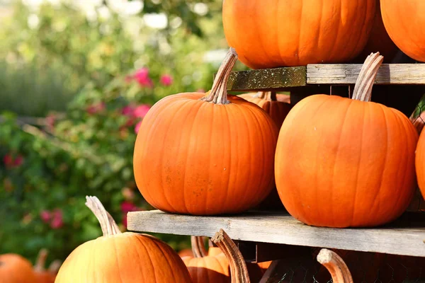 Portakal rengi Cadılar Bayramı 'Hayalet' balkabakları raflarda