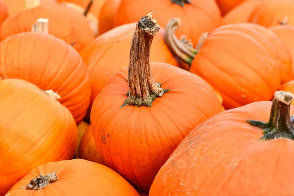 Calabaza Naranja Halloween Con Tallo Largo Entre Pila — Foto de Stock