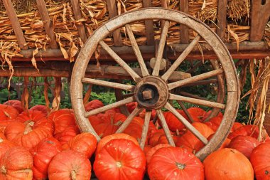 Büyük turuncu Cadılar Bayramı balkabakları eski ahşap araba tekerleğinin yanında