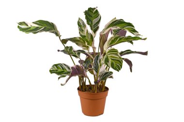 Egzotik 'Calathea White Fusion' Dua Bitkisi çiçek saksısında beyaz arka planda izole edilmiş.