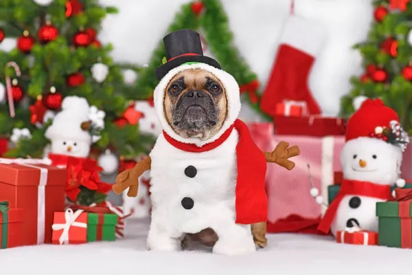 Funny French Bulldog Dog Snowman Costume Next Christmas Tree Gift — Stock Photo, Image