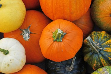 Mevsimlik kabak ve kabak karışımı.