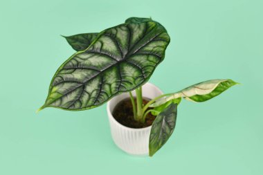 Alocasia Baginda Ejderha Ölçeği çiçek saksısında yeşil arka planda bulunan egzotik bir bitki.