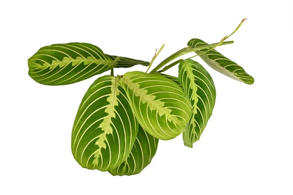 マランタ ルコンエウラ レモンライム 白を基調とした観葉植物 — ストック写真