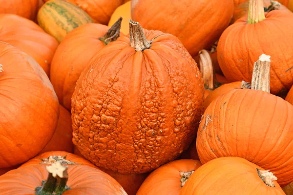 Abóbora Halloween Laranja Com Pele Esburacada — Fotografia de Stock