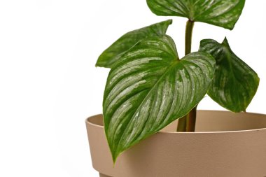 Beyaz arka planda gümüş desenli egzotik Philodendron Mamei bitkisi.
