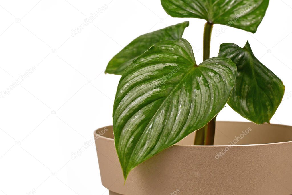 Leaf of exotic 'Philodendron Mamei' houseplant with with silver pattern in pot on white background