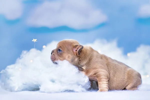 French Bulldog puppy looking at star between fluffy clouds and stars