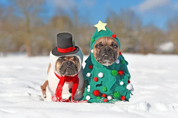 Dogs Christmas Costumes Two French Bulldogs Dresses Funny Christmas Tree — Stock Photo, Image