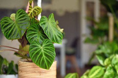 Güzel güncel konu 'Philodendron Verrucosum' ev bitkisi koyu yeşil damarlı kadife yapraklar sepette fotokopi alanı ile