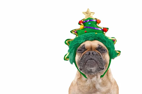 Dog Christmas Tree Head French Bulldog Wearing Funny Headband While — Stock Photo, Image