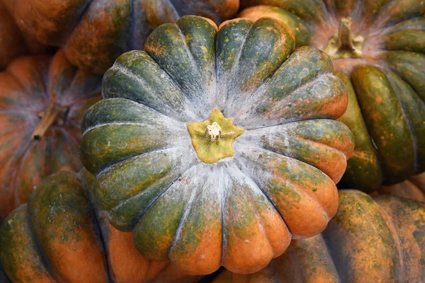 Yeşil Turuncu Musque Provence Balkabağı Yığını — Stok fotoğraf