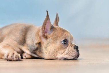 Sağlıklı uzun burunlu Fransız Bulldog köpek yavrusu.