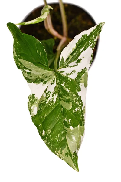 Close Exotic Syngonium Podophyllum Variegata Houseplant White Spots Flower Pot — Stok Foto