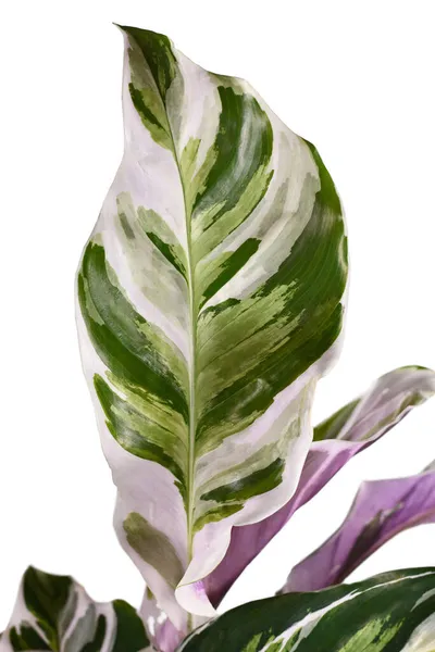 Blad Van Exotische Calathea White Fusion Gebed Plant Kamerplant Witte — Stockfoto