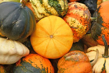 Renkli balkabaklarının içinde küçük sarı süs kabağı