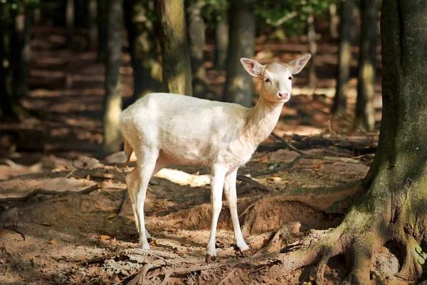 Veado Branco Europeu Pousio Floresta — Fotografia de Stock