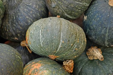 Yeşil Kabocha Hokkaido kabak yığınında kabak kabağı