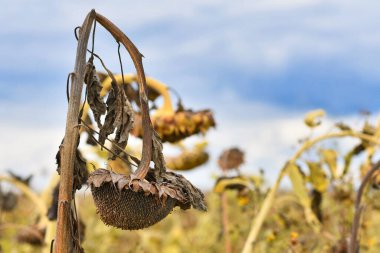 Withered and rotting sunflower with black and missing seeds clipart