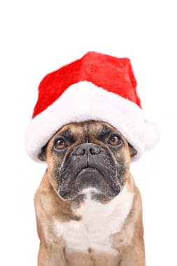 Noel Baba köpeği. Fransız Bulldog beyaz arka planda kırmızı bir Noel şapkası takıyor.